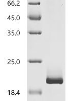 Mouse Pleiotrophin (Ptn) Recombinant Protein, C-10His - BioCrest Sci