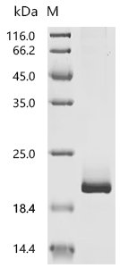 Mouse Pleiotrophin (Ptn) Recombinant Protein, C-10His, Mammalian cell, C-terminal 10xHis-tagged, 16.7 kDa, purity >≥ 90% as determined by SDS-PAGE.