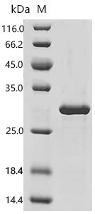 Human Cell division control protein 42 homolog (CDC42) Recombinant Protein, C-His, E.coli, C-terminal 6xHis-tagged, 27.8 kDa, purity >≥ 85% as determined by SDS-PAGE.