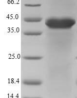 Human Mitotic spindle-associated MMXD complex subunit MIP18 (FAM96B) Recombinant Protein - BioCrest Sci