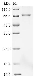 Human Butyrophilin-like protein 2 (BTNL2), partial Recombinant Protein, C-hFc1, aa 141–457, Homo sapiens (Human), Mammalian cell, C-terminal hFc1-tagged, 62.6 kDa, purity >≥ 90% as determined by SDS-PAGE.