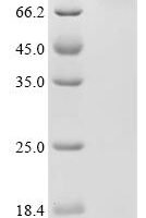 Arabidopsis thaliana Polymerase gamma 2 (POLGAMMA2), partial Recombinant Protein - BioCrest Sci