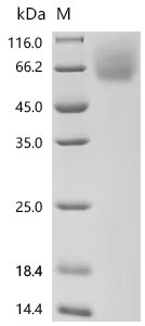 Macaca fascicularis carcinoembryonic antigen-related cell adhesion molecule 1 isoform X1 (CEACAM1), partial Recombinant Protein, Macaca fascicularis (Crab-eating macaque) (Cynomolgus monkey), Mammalian cell, C-terminal 10xHis-tagged, 44.9 kDa, purity >≥ 95% as determined by SDS-PAGE.≥ 95% as determined by SEC-HPLC.