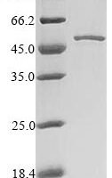 Mouse Induced myeloid leukemia cell differentiation protein Mcl-1 homolog (Mcl1), partial Recombinant Protein - BioCrest Sci