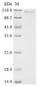 Human Glycosyltransferase-like protein LARGE1 (LARGE), partial Recombinant Protein, Homo sapiens (Human), E.coli, C-terminal 6xHis-tagged, 91.6 kDa, purity >≥ 85% as determined by SDS-PAGE.