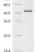 Gossypium hirsutum NAC domain protein 12 (NAC12) Recombinant Protein - BioCrest Sci