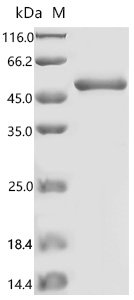 Human Eukaryotic translation initiation factor 4E (EIF4E) (S209D) Recombinant Protein, N-GST, Homo sapiens (Human), E.coli, N-terminal GST-tagged, 52.5 kDa, purity >≥ 85% as determined by SDS-PAGE.