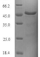 Saccharomyces cerevisiae tRNA N6-adenosine threonylcarbamoyltransferase (KAE1) Recombinant Protein - BioCrest Sci