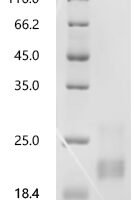 Mouse Interferon gamma (Ifng) Recombinant Protein, C-10His, aa 23–155, Mammalian cell - BioCrest Sci