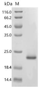 Human immunodeficiency virus type 1 group M subtype B Protein Tat (tat) Recombinant Protein, Human immunodeficiency virus type 1 group M subtype B (isolate BH10) (HIV-1), E.coli, C-terminal 6xHis-tagged, 16.7 kDa, purity >≥ 85% as determined by SDS-PAGE.