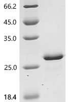 Human Pro-glucagon (GCG), partial Recombinant Protein - BioCrest Sci
