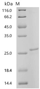 Mouse Interleukin-11 (Il11) Recombinant Protein, N-His, aa 22–199, MW 23.8 kDa, Mus musculus (Mouse), E.coli, N-terminal 6xHis-tagged, 23.8 kDa, purity >≥ 95% as determined by SDS-PAGE.