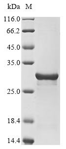 Coturnix coturnix japonica Extracellular fatty acid-binding protein Recombinant Protein, Coturnix coturnix japonica (Japanese quail) (Coturnix japonica), E.coli, N-terminal 10xHis-tagged and C-terminal Myc-tagged, 25.5 kDa, purity >≥ 85% as determined by SDS-PAGE.