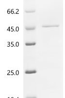 Saccharomyces cerevisiae Meiotic recombination protein DMC1 (DMC1) Recombinant Protein, C-His, aa 1–334, E.coli - BioCrest Sci