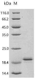 Mouse Fibroblast growth factor 1 (Fgf1) Recombinant Protein, N-His, aa 16–155, Yeast, Mus musculus (Mouse), Yeast, N-terminal 6xHis-tagged, 17.3 kDa, purity >≥ 90% as determined by SDS-PAGE.