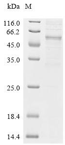 Human Lysophospholipase D GDPD3 (GDPD3) Recombinant Protein, Homo sapiens (Human), Mammalian cell, C-terminal hFc1-tagged, 49.1 kDa, purity >≥ 85% as determined by SDS-PAGE.
