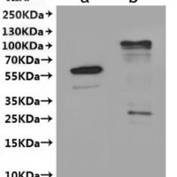 Arabidopsis thaliana Protein HAPLESS 2 (HAP2)-VLPs Recombinant Protein - BioCrest Sci