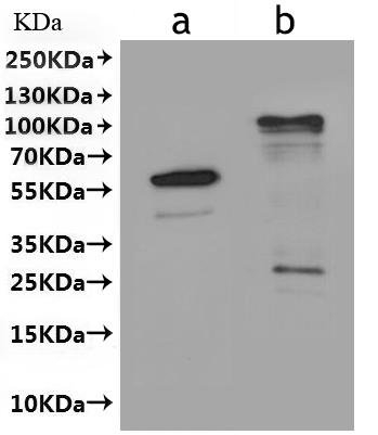 Arabidopsis thaliana Protein HAPLESS 2 (HAP2)-VLPs Recombinant Protein, Arabidopsis thaliana (Mouse-ear cress), Mammalian cell, N-terminal Myc-tagged and C-terminal Flag-tagged, 80.3 kDa, purity >≥ 95% as determined by SEC-HPLC.