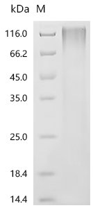 Human T-cell differentiation antigen CD6(CD6), partial Recombinant Protein, Homo sapiens (Human), Yeast, N-terminal 6xHis-tagged, 42.6 kDa, purity >≥ 95% as determined by SDS-PAGE.