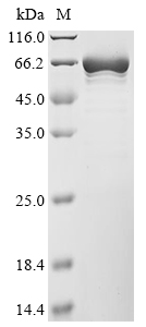 Mouse Tyrosine-protein phosphatase non-receptor type 6 (Ptpn6) Recombinant Protein, Mus musculus (Mouse), E.coli, N-terminal 6xHis-tagged, 71.6 kDa, purity >≥ 85% as determined by SDS-PAGE.