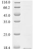 Human Mas-related G-protein coupled receptor member X1 (MRGPRX1), partial Recombinant Protein - BioCrest Sci