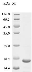 Human Mas-related G-protein coupled receptor member X1 (MRGPRX1), partial Recombinant Protein, Homo sapiens (Human), E.coli, C-terminal 6xHis-tagged, 12.2 kDa, purity >≥ 85% as determined by SDS-PAGE.