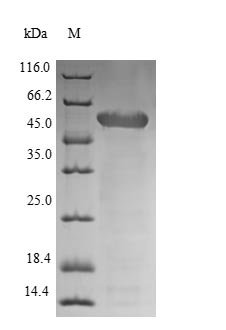 Staphylococcus aureus Autolysin (lytA) Recombinant Protein, Staphylococcus aureus, E.coli, N-terminal 6xHis-tagged, 57.8 kDa, purity >≥ 90% as determined by SDS-PAGE.