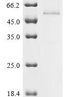 Human Multiple epidermal growth factor-like domains protein 6 (MEGF6), partial Recombinant Protein - BioCrest Sci