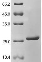 Shigella flexneri Chaperone protein ipgC (ipgC) Recombinant Protein - BioCrest Sci