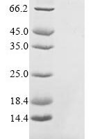 Bacillus subtilis Subtilosin-A (sboA) Recombinant Protein, Tag-Free - BioCrest Sci