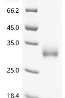 Mouse Gamma-interferon-inducible lysosomal thiol reductase (Ifi30) Recombinant Protein, C-10His - BioCrest Sci