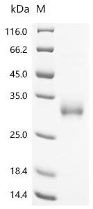Mouse Gamma-interferon-inducible lysosomal thiol reductase (Ifi30) Recombinant Protein, C-10His, Mus musculus (Mouse), Mammalian cell, C-terminal 10xHis-tagged, 21.4 kDa, purity >≥ 95% as determined by SDS-PAGE.