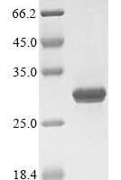 Kluyveromyces marxianus DNA-directed RNA polymerases I, II, and III subunit RPABC1 (RPB5) Recombinant Protein - BioCrest Sci