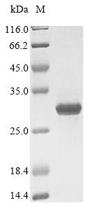 Kluyveromyces marxianus DNA-directed RNA polymerases I, II, and III subunit RPABC1 (RPB5) Recombinant Protein, Kluyveromyces marxianus (Yeast) (Candida kefyr), E.coli, N-terminal 6xHis-tagged, 29.0 kDa, purity >≥ 85% as determined by SDS-PAGE.