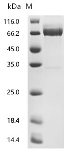 Mouse Interleukin-2 receptor subunit alpha (Il2ra), partial Recombinant Protein, Mus musculus (Mouse), Mammalian cell, C-terminal hFc1-tagged, 53.6 kDa, purity >≥ 95% as determined by SDS-PAGE.
