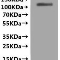 Dog Folate hydrolase 1  (folh1), partial Recombinant Protein - BioCrest Sci