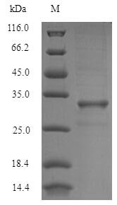 Blomia tropicalis Mite allergen Blo t 5 (BLOT5) Recombinant Protein, Blomia tropicalis (Mite), E.coli, N-terminal 6xHis-SUMO-tagged, 31.6 kDa, purity >≥ 90% as determined by SDS-PAGE.