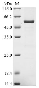 Escherichia coli Trimethylamine-N-oxide reductase 1 (torA), partial Recombinant Protein, Escherichia coli (strain K12), E.coli, N-terminal 10xHis-tagged and C-terminal Myc-tagged, 60.6 kDa, purity >≥ 85% as determined by SDS-PAGE.
