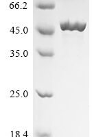 Thermomonas fusca Amidohydrolase family protein (E5S66_04885) Recombinant Protein, N-His - BioCrest Sci