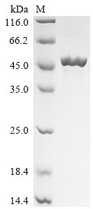 Thermomonas fusca Amidohydrolase family protein (E5S66_04885) Recombinant Protein, N-His, Thermomonas fusca, E.coli, N-terminal 6xHis-tagged, 49.1 kDa, purity >≥ 85% as determined by SDS-PAGE.