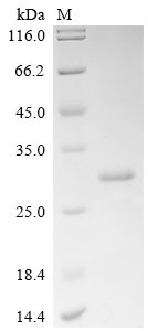 Human Eukaryotic translation initiation factor 5B (EIF5B), partial Recombinant Protein, Homo sapiens (Human), E.coli, N-terminal 6xHis-tagged, 28.3 kDa, purity >≥ 85% as determined by SDS-PAGE.