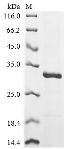 Human Interleukin-9 (IL9) Recombinant Protein, N-His-SUMO, Homo sapiens (Human), E.coli, N-terminal 6xHis-SUMO-tagged, 27.1 kDa, purity >≥ 85% as determined by SDS-PAGE.