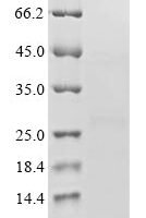 Staphylococcus aureus Phenol-soluble modulin alpha 1 peptide (psmA1) Recombinant Protein, Tag-Free - BioCrest Sci