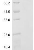 Rat Peptidylglycine alpha-amidating monooxygenase (Pam), partial Recombinant Protein, N-8His - BioCrest Sci