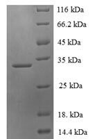 Human PDZ domain-containing protein 11 (PDZD11) Recombinant Protein - BioCrest Sci
