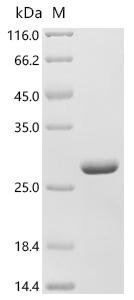 Glycine max Stress-induced protein SAM22 (PR-10) Recombinant Protein, Glycine max (Soybean) (Glycine hispida), E.coli, C-terminal 6xHis-tagged, 23.7 kDa, purity >≥ 95% as determined by SDS-PAGE.