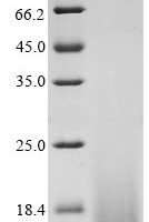 Bovine coronavirus Non-structural protein of 4.8 kDa (4b) Recombinant Protein, C-His, aa 1–45, strain 98TXSF-110-LUN - BioCrest Sci