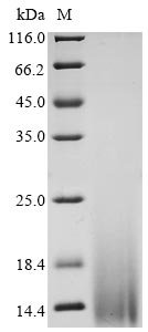 Bovine coronavirus Non-structural protein of 4.8 kDa (4b) Recombinant Protein, C-His, aa 1–45, strain 98TXSF-110-LUN, Bovine coronavirus (strain 98TXSF-110-LUN) (BCoV-LUN) (BCV), Yeast, C-terminal 6xHis-tagged, 6.3 kDa, purity >≥ 90% as determined by SDS-PAGE.