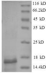 Gadus morhua subsp. callarias Parvalbumin beta Recombinant Protein, Gadus morhua subsp. callarias (Baltic cod) (Gadus callarias), E.coli, N-terminal 6xHis-tagged, 16.1 kDa, purity >≥ 90% as determined by SDS-PAGE.