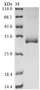 Human Azurocidin (AZU1) Recombinant Protein, Homo sapiens (Human), Mammalian cell, N-terminal 6xHis-Myc-tagged, 32.6 kDa, purity >≥ 85% as determined by SDS-PAGE.